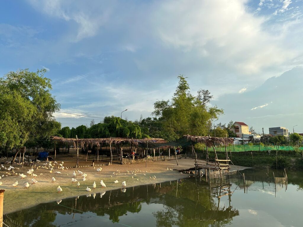 duck farm hoi an countryside location