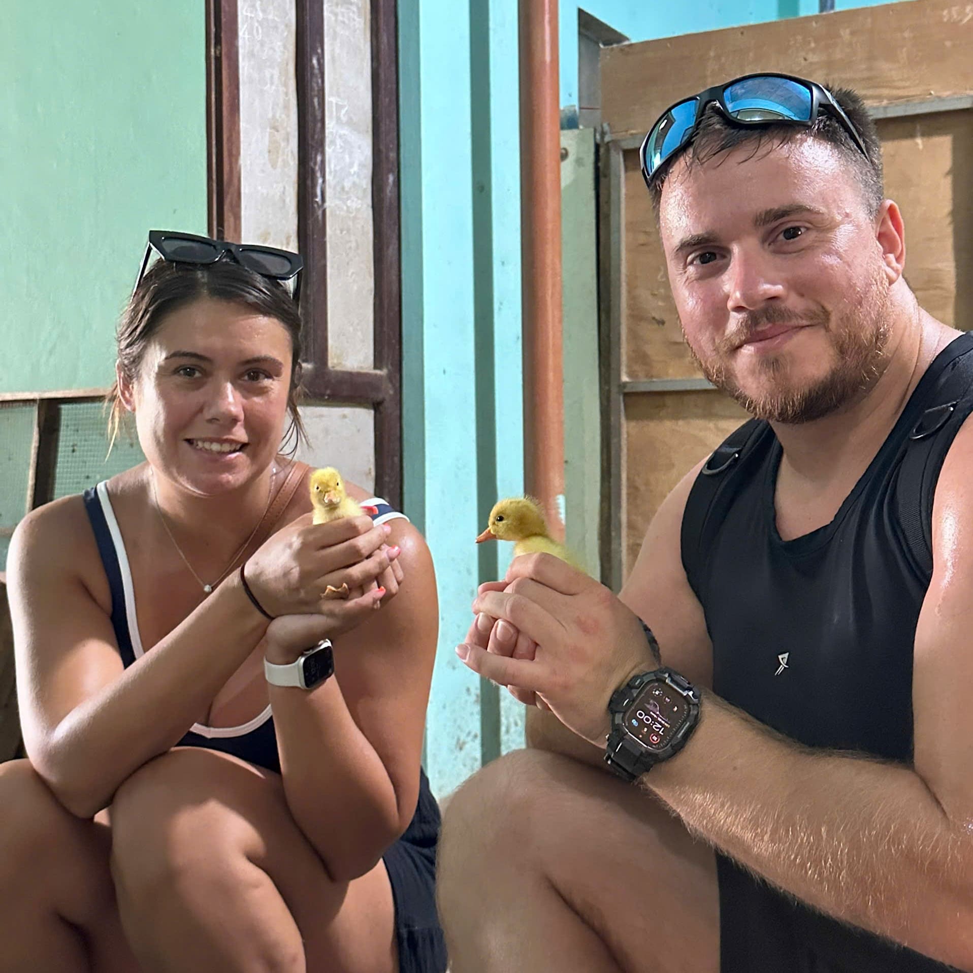 Home duck farm hoi an cuddle ducklings