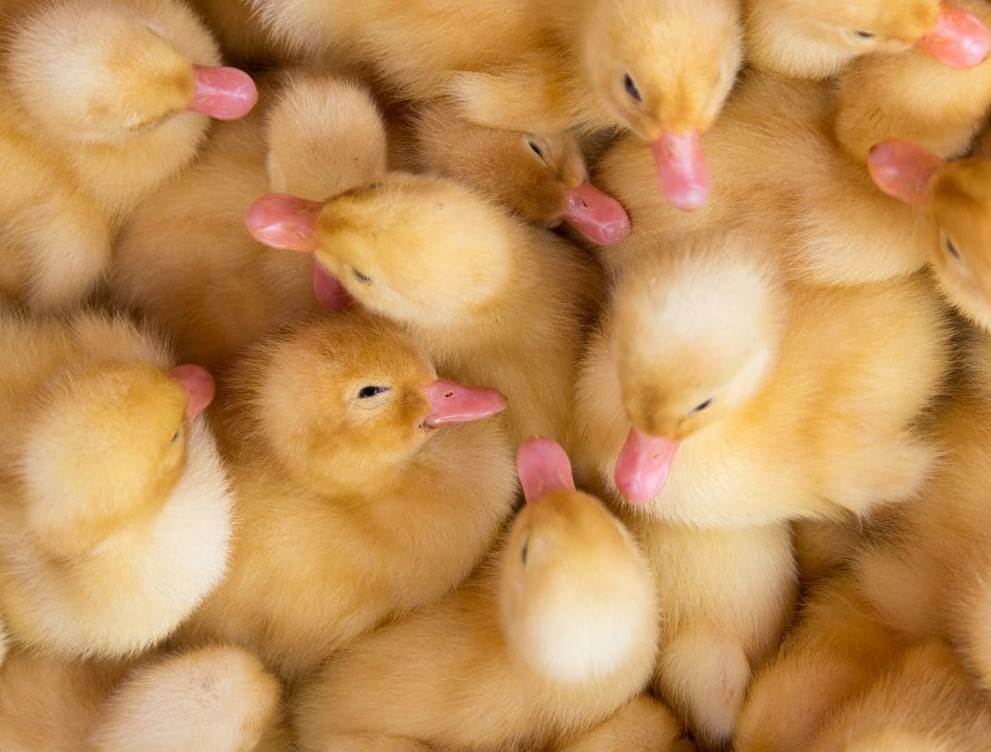 duck farm hoi an ducklings