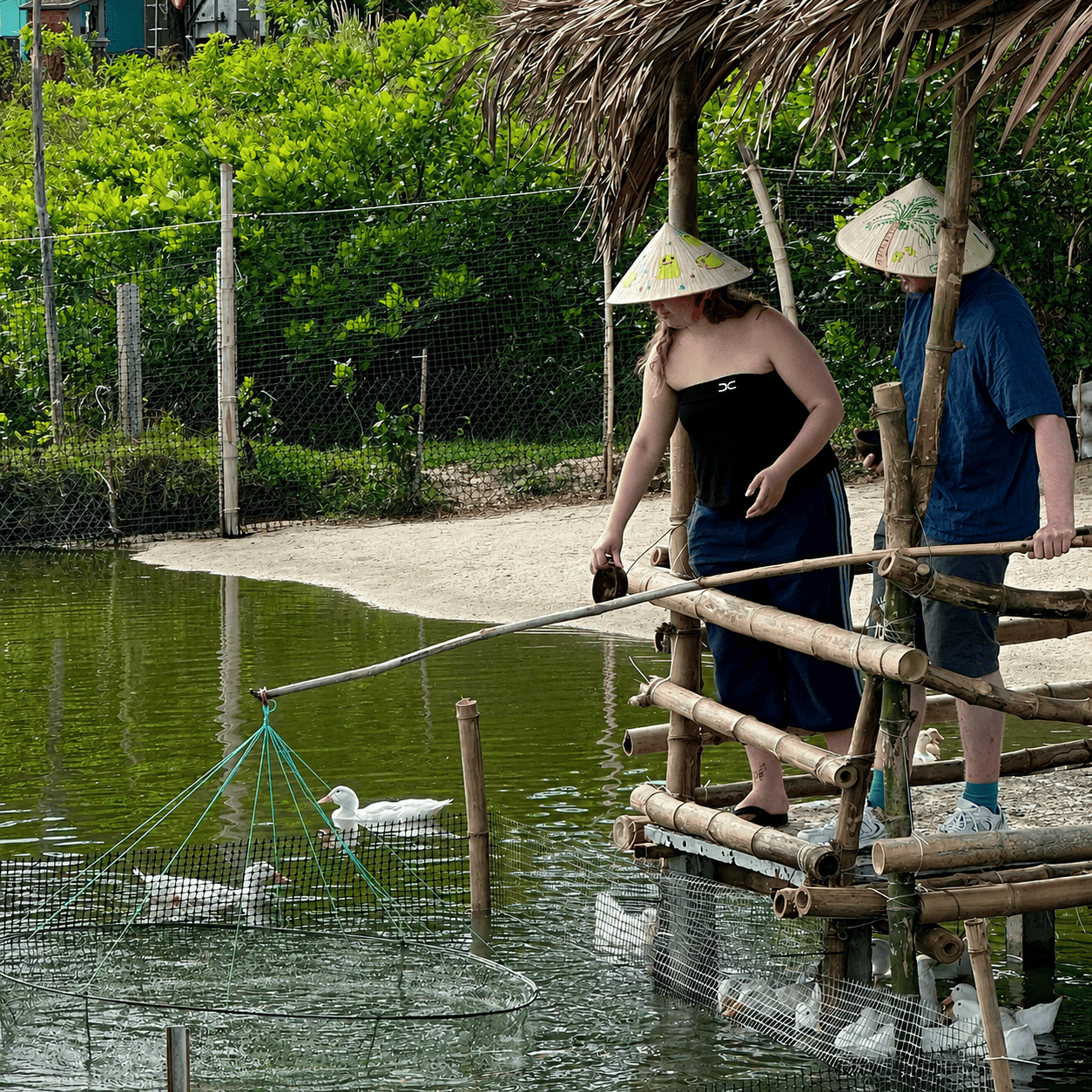 Home duck farm hoi an feed fish