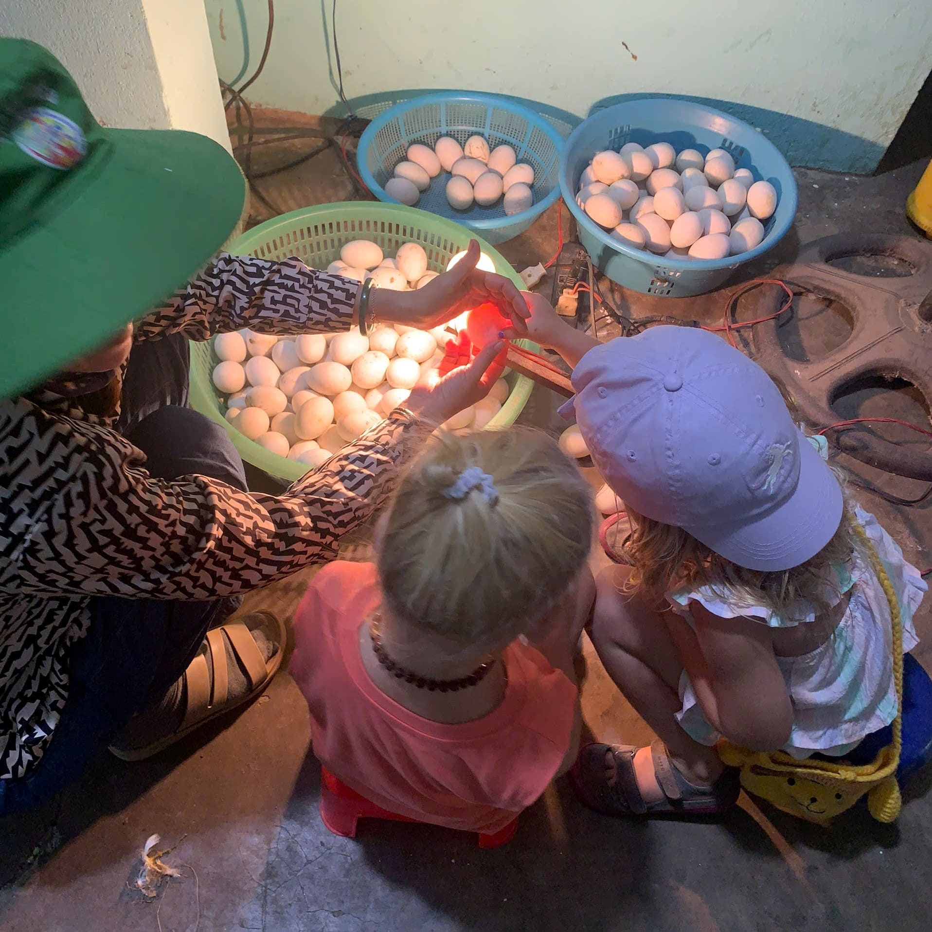 Home duck farm hoi an inside duck egg