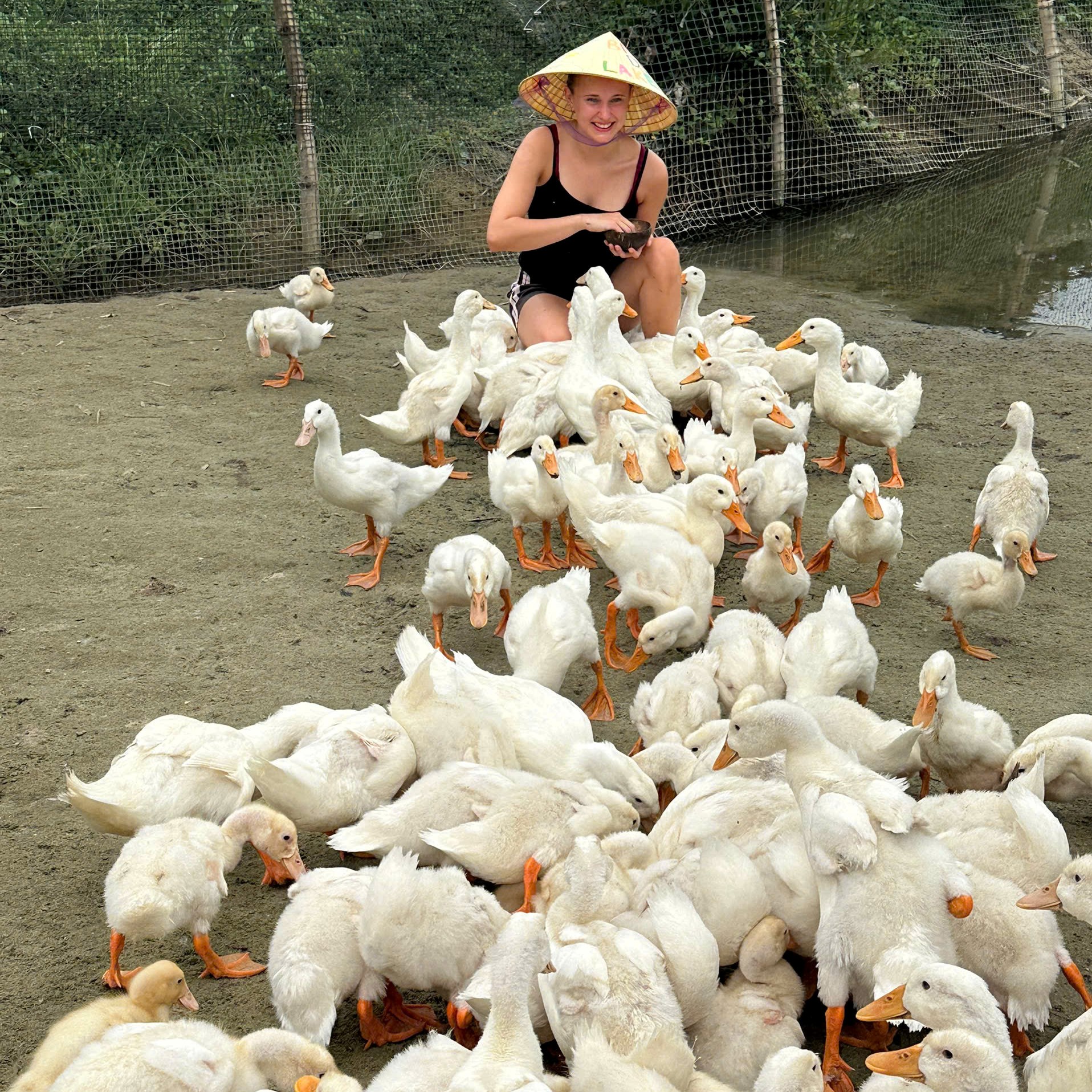 Home duck farm hoi an photo